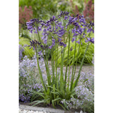 Plante artificielle Agapanthus violet