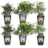 Lot de 6 vacciniums corymbosum 45 cm Ø13 cm