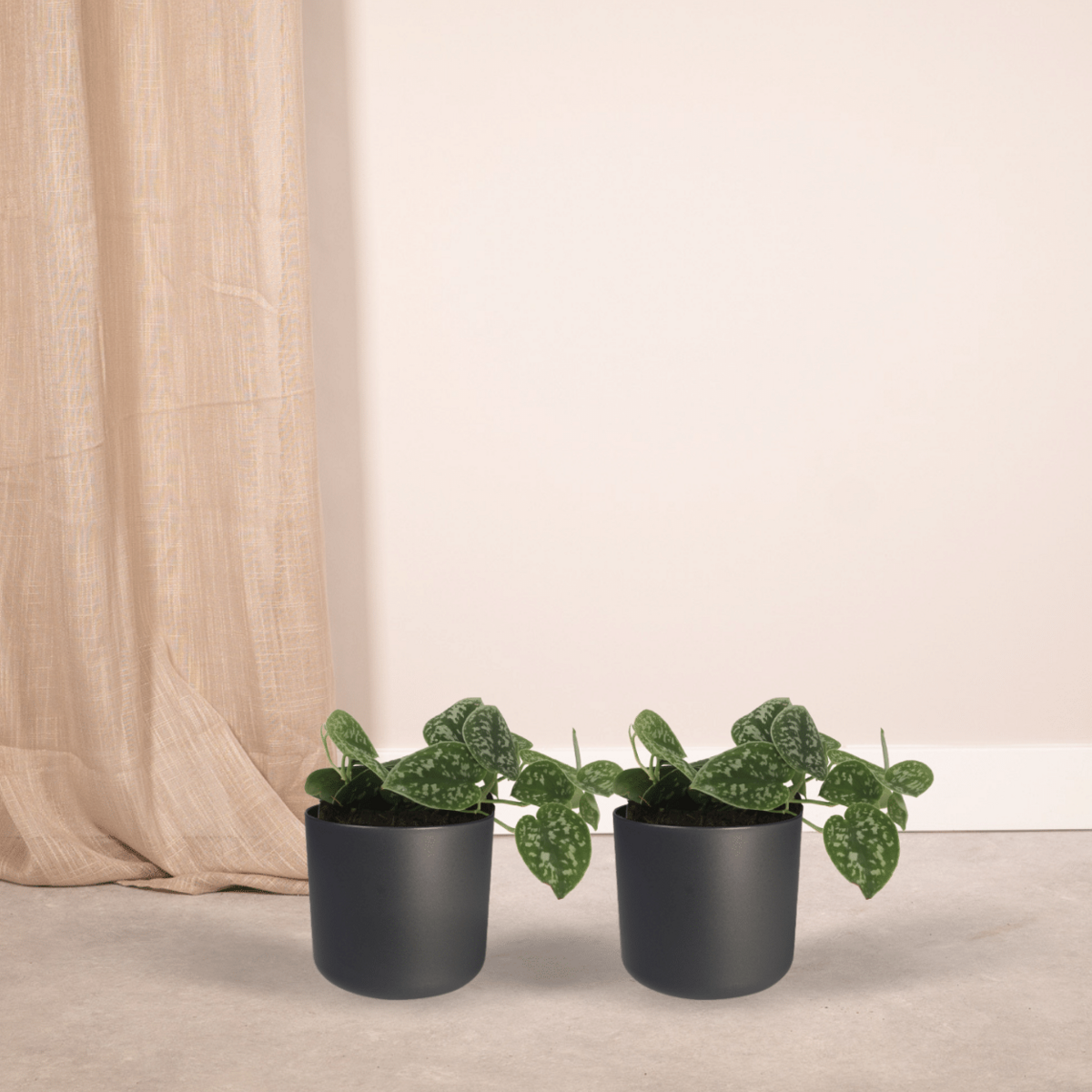 2x Scindapsus Picture - Epipremnum - 15cm - Ø12