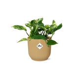 Plante artificielle Scindapsus Reine de marbre jaune