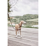 Collier pour chien Robin - Petit