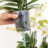 Lot de 3 orchidées blanches Lausanne et 3 plantes vertes en pot coton 9 cm