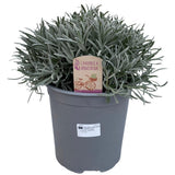 Lavandula Angustijolia - Ø18cm - ↕45cm