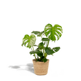 Monstera Deliciosa 80 cm