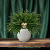 Nephrolepis Lady verte en pot Ø19 cm