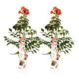 2X - Campsis Summer Jazz 'Fire Trumpet' - ↨65cm - Ø15