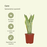Lot de 2 Sansevieria Laurentii en pot plastique