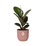 Ficus elastica 'Robusta' en pot rose ELHO Vibes 14 cm