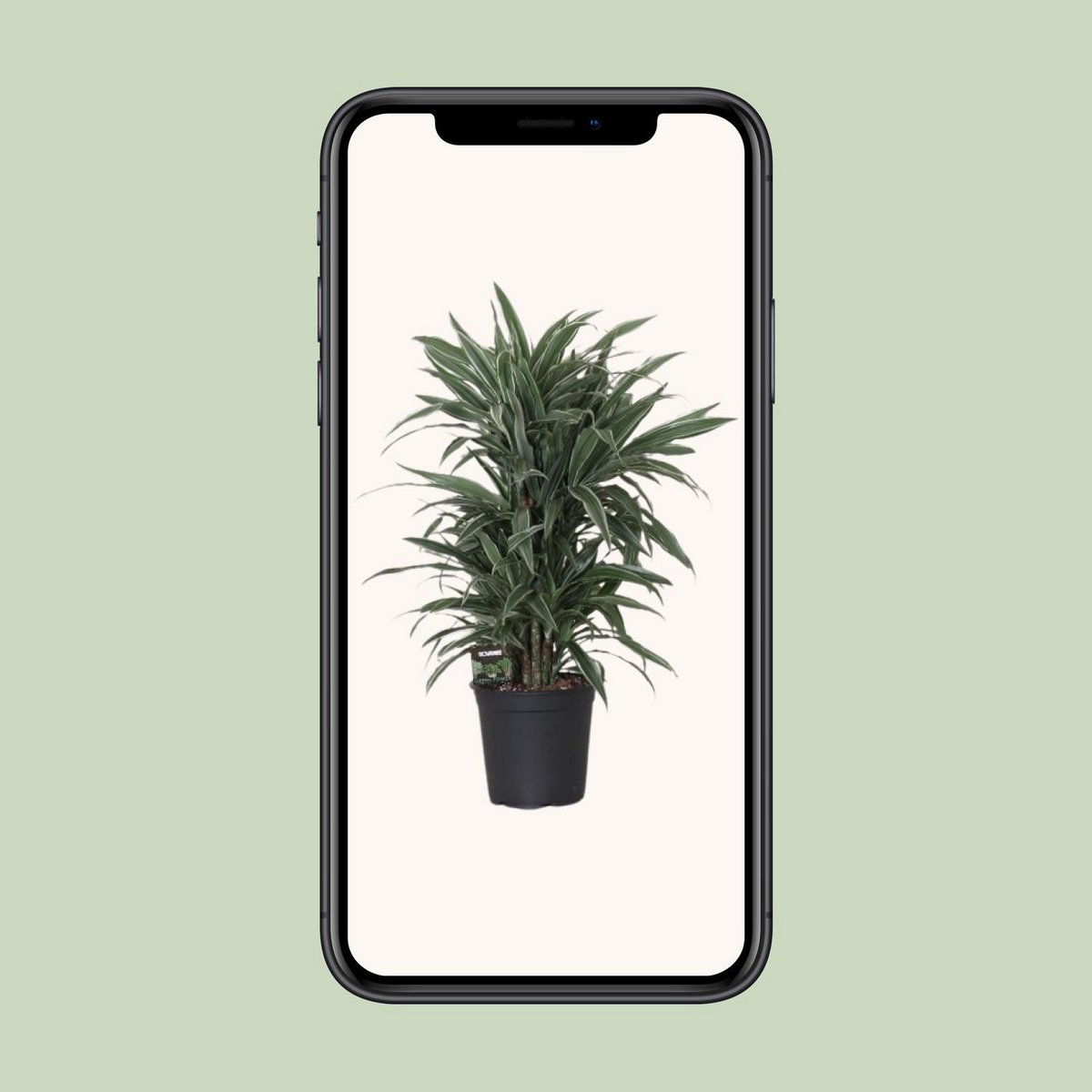 Dracaena Warneckei - Plante d'intérieur élégante avec feuillage vert luxuriant