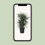 Dracaena Warneckei - Plante d'intérieur élégante avec feuillage vert luxuriant