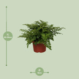 Begonia Parvati - Ø12cm - ↕25cm
