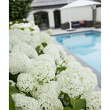 Plante artificielle hortensia arborescente blanche Ø19 cm