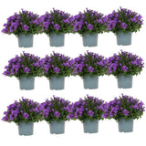Lot de 12 campanules violettes en pot 12 cm couvre-sol
