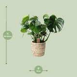 Monstera en panier Ø21 cm