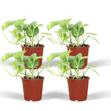 Epipremnum Aureum - 4 pièces - ø12cm - ↕20cm