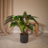 Calathea Étoile de Flamme - Ø19cm - ↕75cm
