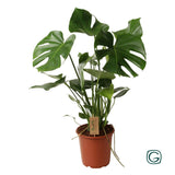 Delicious Monstera P21 - Ø21cm - ↕60cm