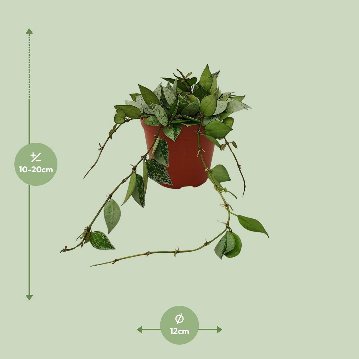 Hoya Krohniana Eskimo - Ø12cm - ↕15cm