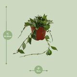 Hoya Krohniana Eskimo - Ø12cm - ↕15cm