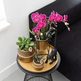 Lot de 2 orchidées Phalaenopsis violettes en pot Ø9 cm