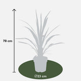 Cordyline 'Superstar' - Ø23cm - ↕70cm