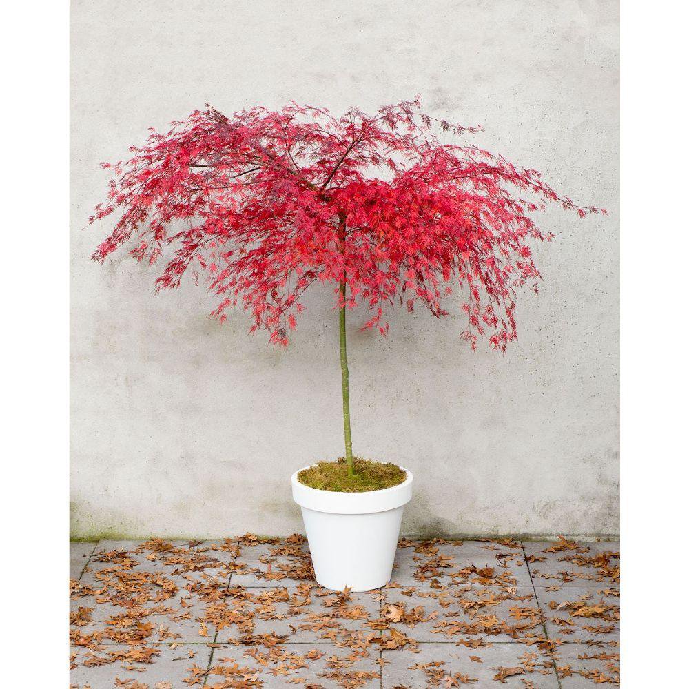 Acer Emerald Lace - vue latérale