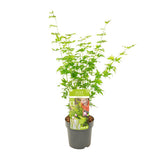Acer Palmatum passant au vert - Ø19cm - ↕50cm