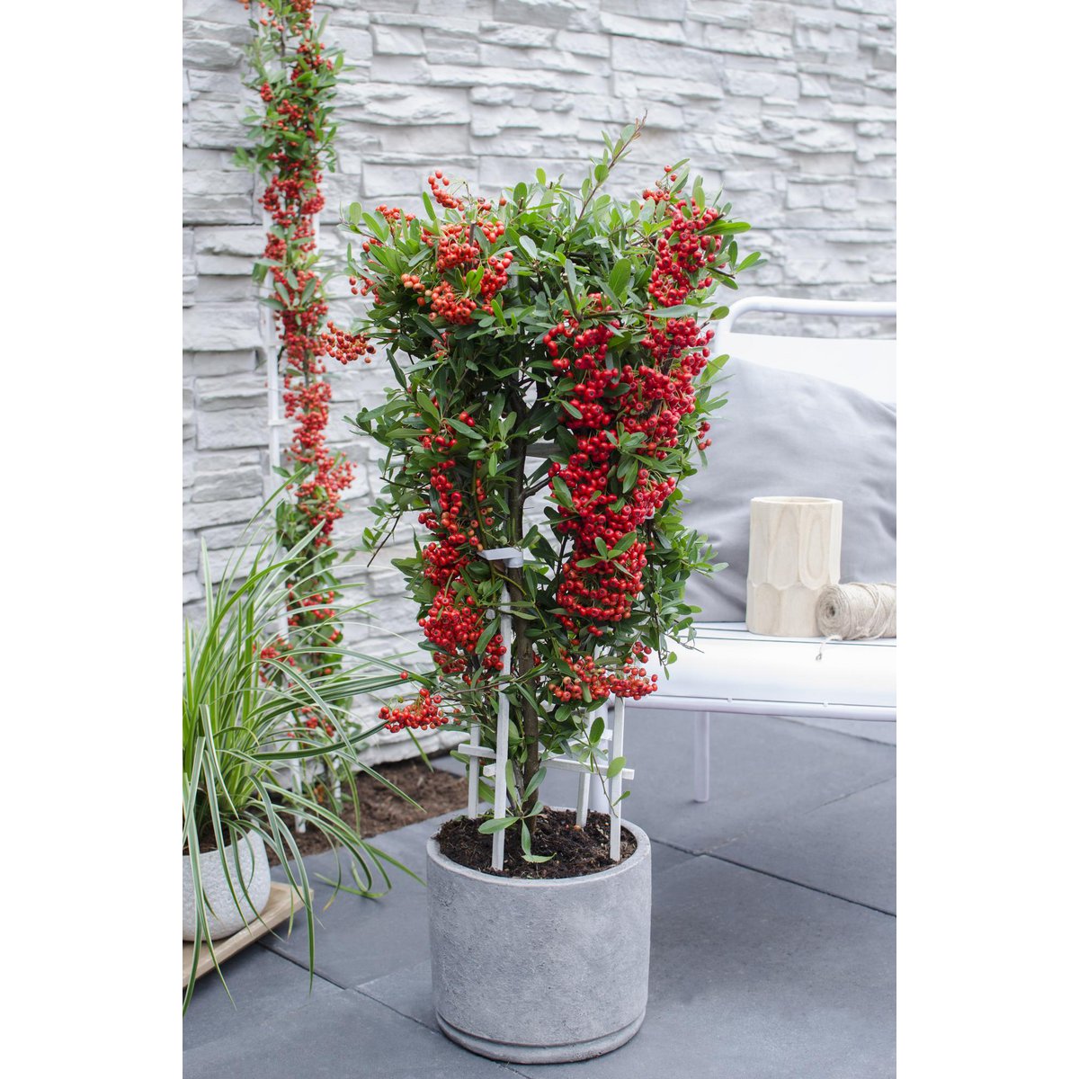Pyracantha coccinea Red Star - vue générale avec baies rouges