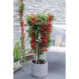 Pyracantha coccinea Red Star - vue générale avec baies rouges