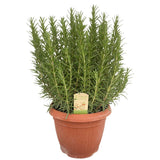 Rosmarinus officinalis - Ø25cm - ↕45cm