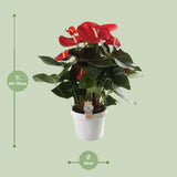 Plante Anthurium rouge Ø21 cm