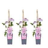 3x - Clematis Nelly Moser - ↨65cm - Ø15