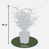 4x Fargesia Rufa - ↨40cm - Ø14