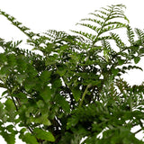 Begonia Parvati - Sierasperge - Ø117cm - ↕30cm