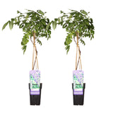 2x Wisteria sinensis 'prolific' - ↨65cm - Ø15