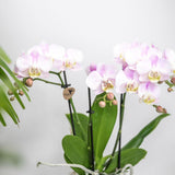 Coffret plantes Saint-Valentin avec orchidée rose et succulente