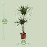 Dracaena Marginata - Ø19cm - ↕110cm