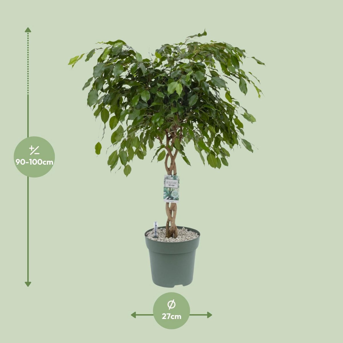 Ficus Adora - Plante dans un intérieur moderne