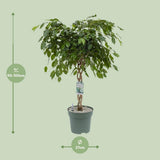 Ficus Adora - Plante dans un intérieur moderne