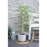Bambou Phyllostachys 'Bissetii' vert - Ø14 cm - 40 cm