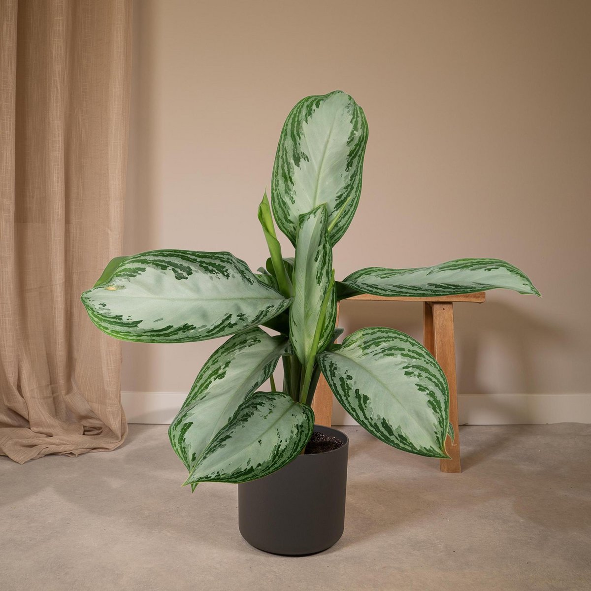 Aglaonema baie argentée en pot Ø17 cm