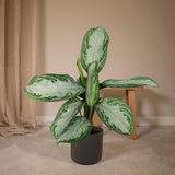 Aglaonema baie argentée en pot Ø17 cm