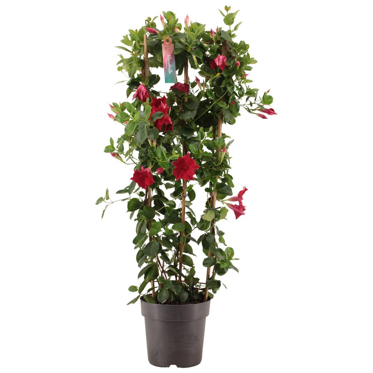 Dipladen rouge sur pied, plante d'intérieur élégante en pot de 21 cm