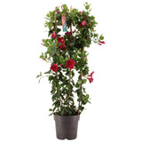 Dipladen rouge sur pied, plante d'intérieur élégante en pot de 21 cm