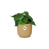 Philodendron grimpant jaune 14 cm