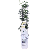 Plante Clematis Avalanche blanc floraison précoce Ø15 cm hauteur 65 cm
