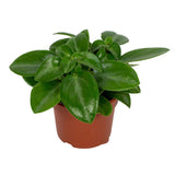 Peperomia Pixie 9cm - Ø9cm - ↕18cm