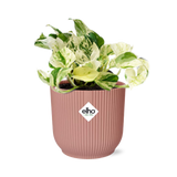 Epipremnum Pinnatum Happy Leaf en pot pliant rose 14 cm