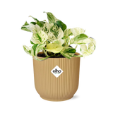 Plante Epipremnum Pinnatum Happy Leaf avec cache-pot jaune