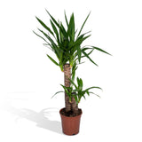 Yucca Elephantipes - Lys Palmier - Ø17cm - ↕85cm